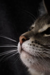 Close-up of a cat's nose. portrait of a beautiful gray cat on a dark background