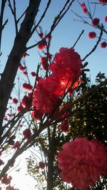 Low angle view of pink flowers on tree
