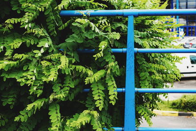 Close-up of ivy growing on tree