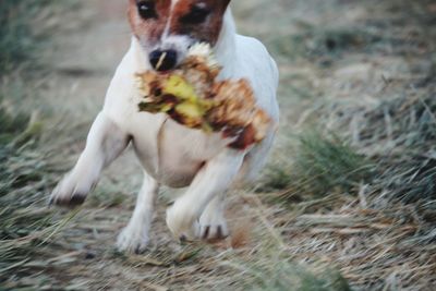 Close-up of dog on field