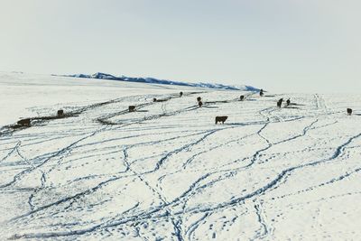 Cows standing on snow covered field against clear sky