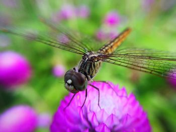 Close-up of insect on purple flower