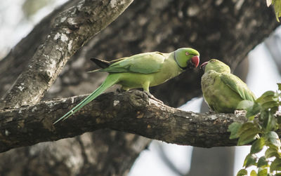 Low angle view of birds perching on tree