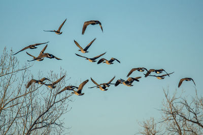 Low angle view of birds flying against clear sky