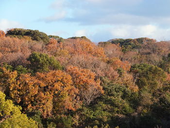 Plants growing on mountain against sky