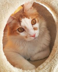 Close-up portrait of a cat