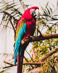 Low angle view of parrot perching on tree