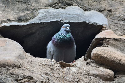 Close-up of birds on rock