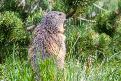 View of an animal on field