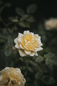 Close-up of white rose