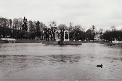 View of swan in water