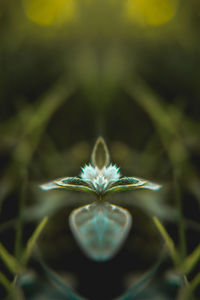 Close-up of dandelion flower