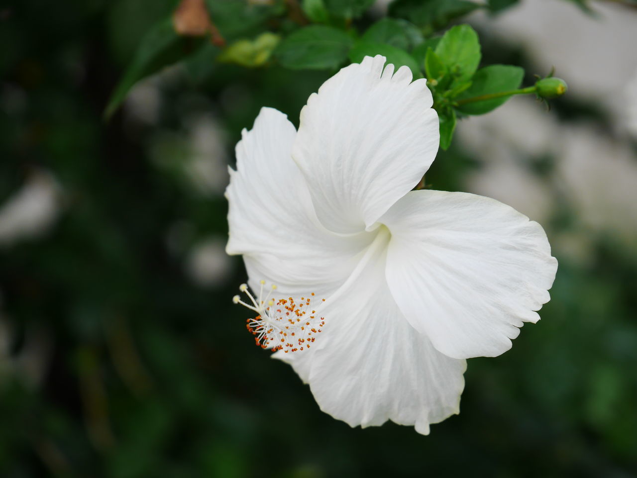 White chinese rose