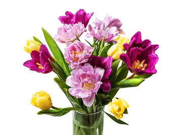 Close-up of pink flower vase against white background