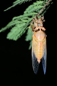 Close-up of insect over black background