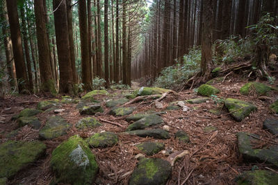 Trees in forest