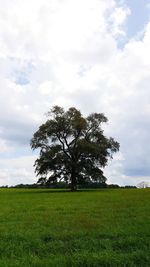 Tree on field against sky