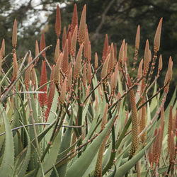 Close-up of succulent plant in field