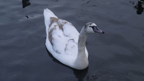 Close-up of a swan in calm water