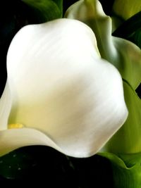 Close-up of white calla lily