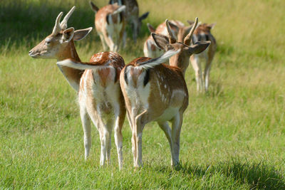 Fallow deers on the meadow of a farm.