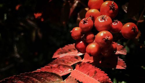 Close-up of berries on tree