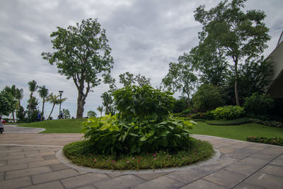 Plants and trees against sky