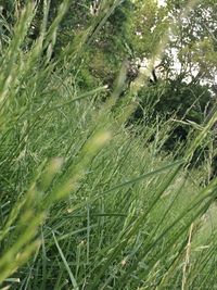 Full frame shot of wet plants on field