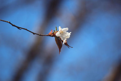 Close-up of white flowering plant