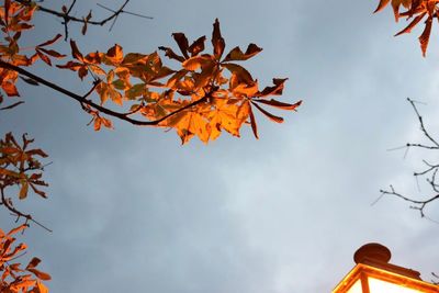 Low angle view of maple leaves against sky