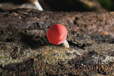 High angle view of red berries on rock