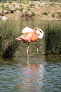 Flamingo in lake