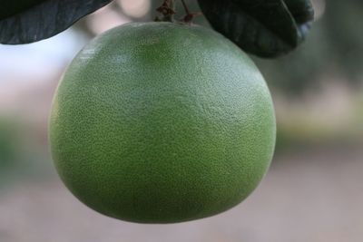 Close-up of green fruit on tree