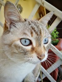 Close-up portrait of a cat