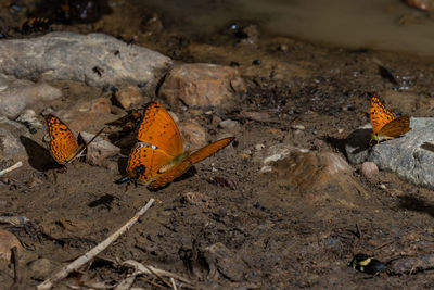 High angle view of butterfly on rock