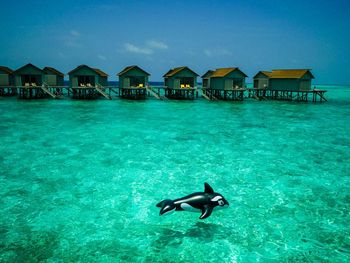 Man swimming in sea