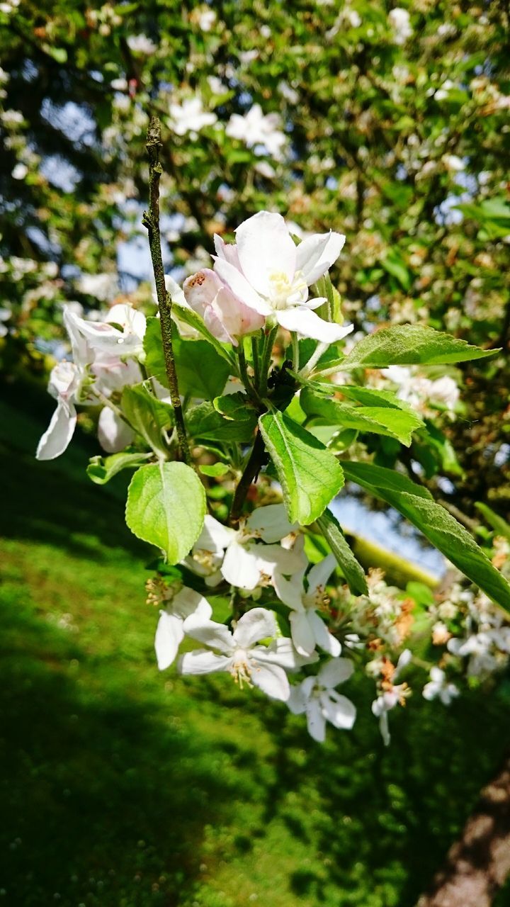 flower, white color, one animal, insect, freshness, growth, animal themes, animals in the wild, wildlife, fragility, petal, beauty in nature, focus on foreground, nature, close-up, plant, leaf, flower head, blooming, white