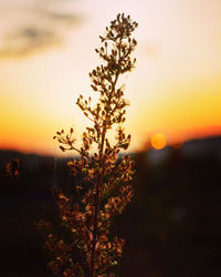 Close-up of plant growing on field against sky during sunset
