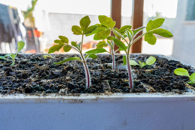 Close-up of potted plants