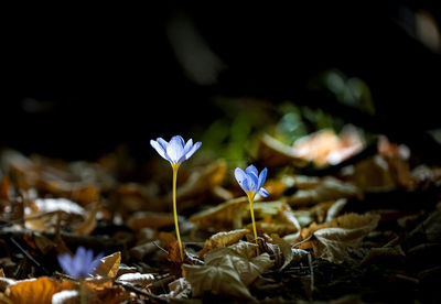 Close-up of flowers on field