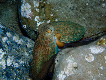 Close-up of fish underwater