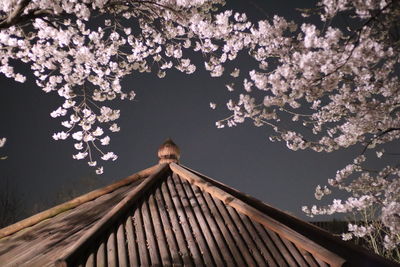 Low angle view of pink flowering tree against sky