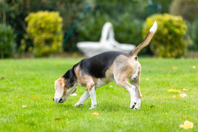 View of a dog on field