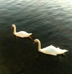 Swan swimming in water