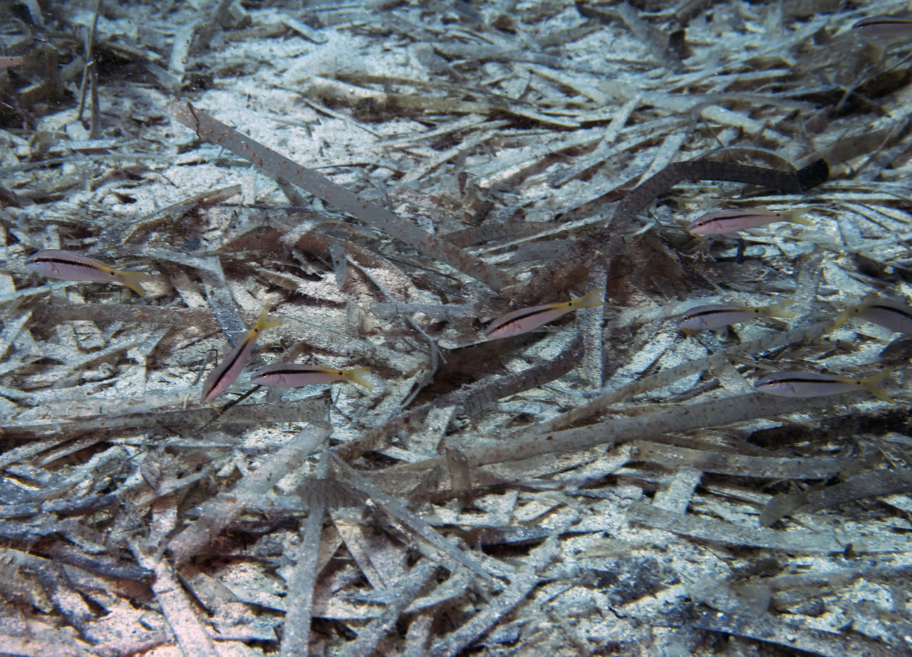 FULL FRAME SHOT OF DEAD FISH