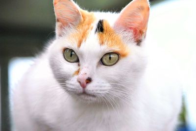 Close-up portrait of white cat