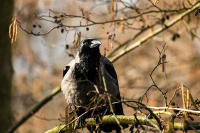 Bird perching on a branch