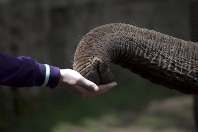 Cropped image of person feeding elephant