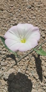 High angle view of white flower on pebbles