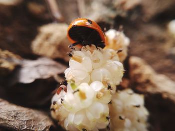 Close-up of insect on flower